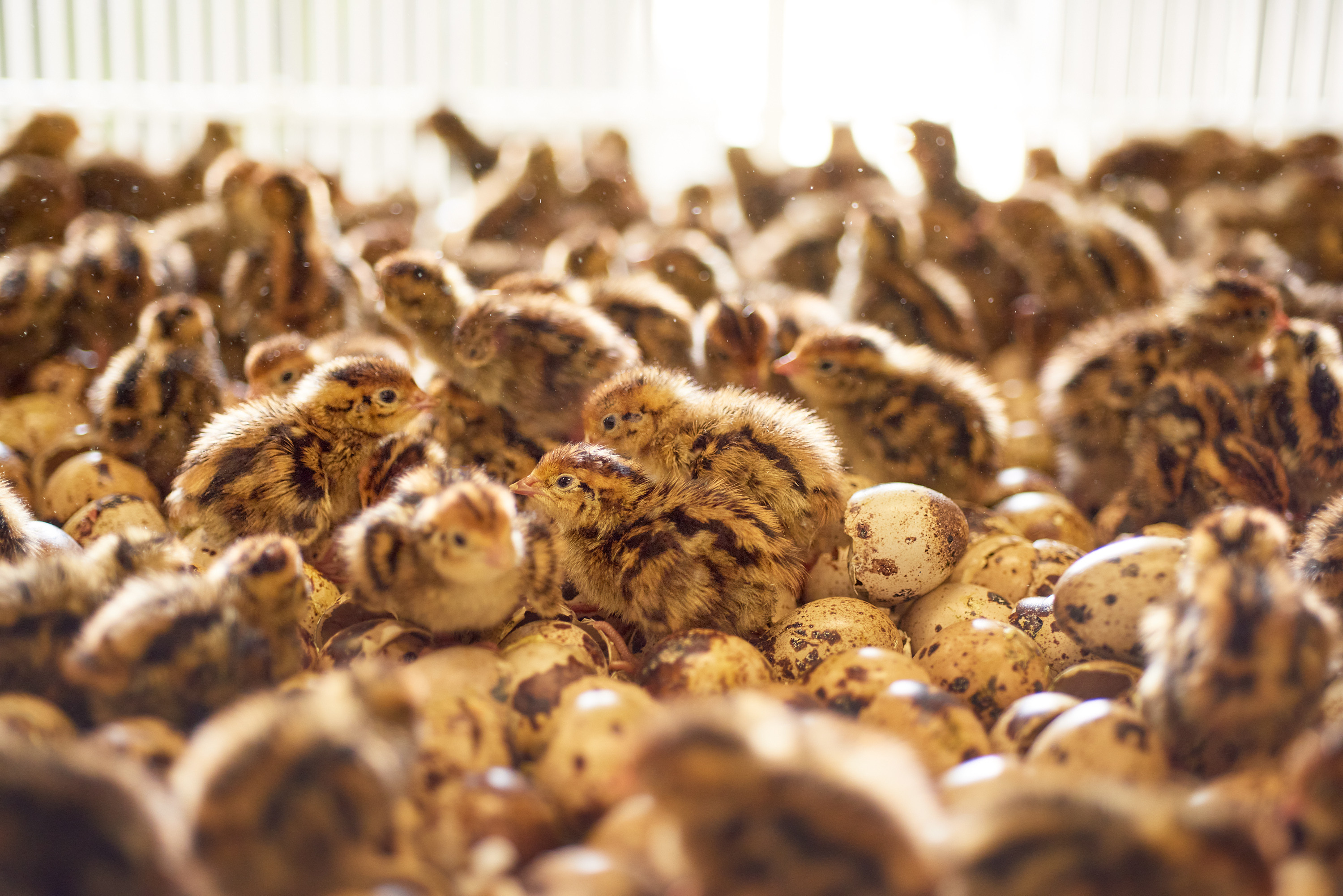 CC-SpringCreekQuailFarms_206