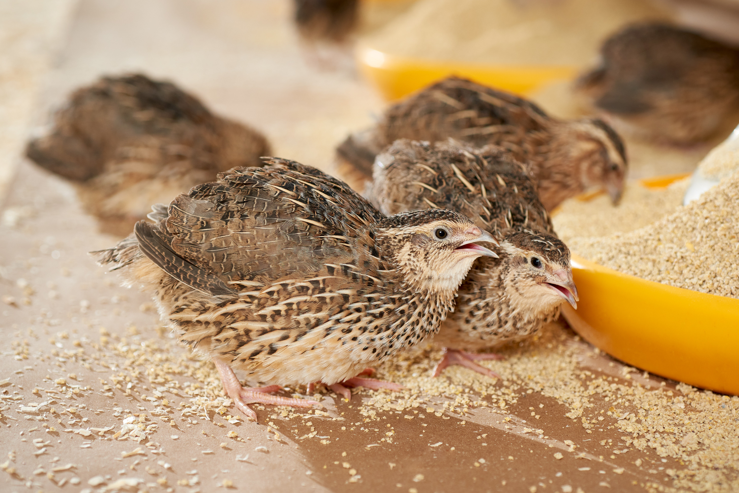 CC-SpringCreekQuailFarms_313