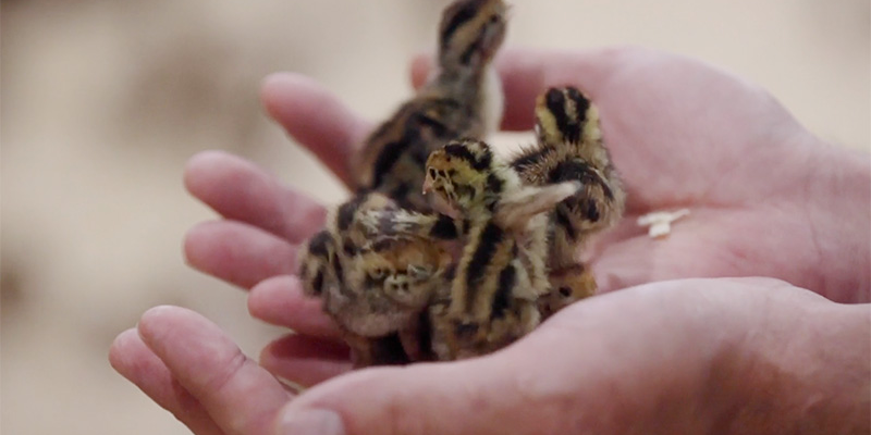 Add Quail Eggs to Your Menu