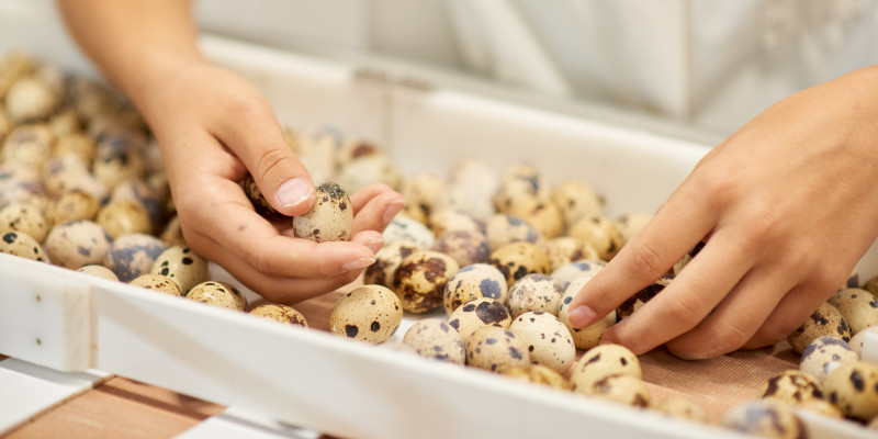 Are Quail Eggs Bad for You?