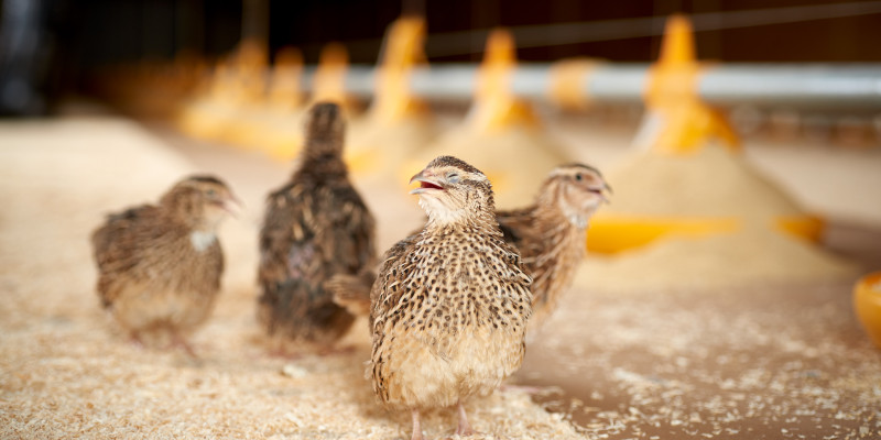 How Our Quail Hens Are Cared For
