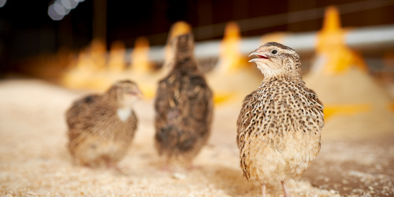 How is Spring Creek Protecting Quail From the Bird Flu?