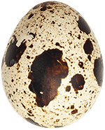 Egg