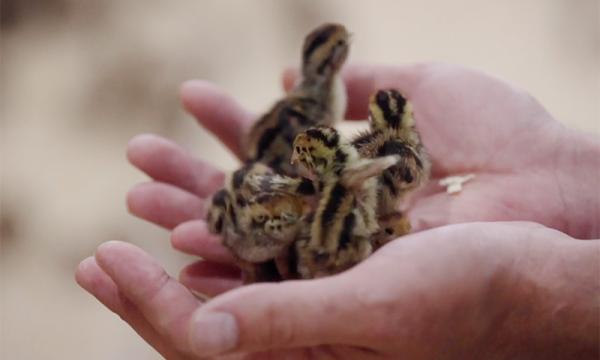 quails.jpg